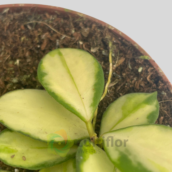 Hoya heuschkeliana Variegata Hoya heuschkeliana Variegata