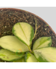 Hoya heuschkeliana Variegata Hoya heuschkeliana Variegata