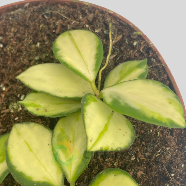 Hoya heuschkeliana Variegata Hoya heuschkeliana Variegata