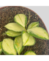 Hoya heuschkeliana Variegata Hoya heuschkeliana Variegata