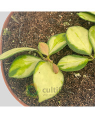Hoya heuschkeliana Variegata Hoya heuschkeliana Variegata