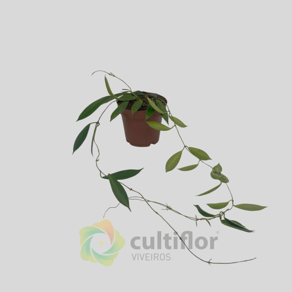 Hoya stoneana Hoya stoneana