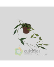 Hoya stoneana Hoya stoneana