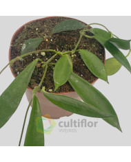 Hoya stoneana Hoya stoneana