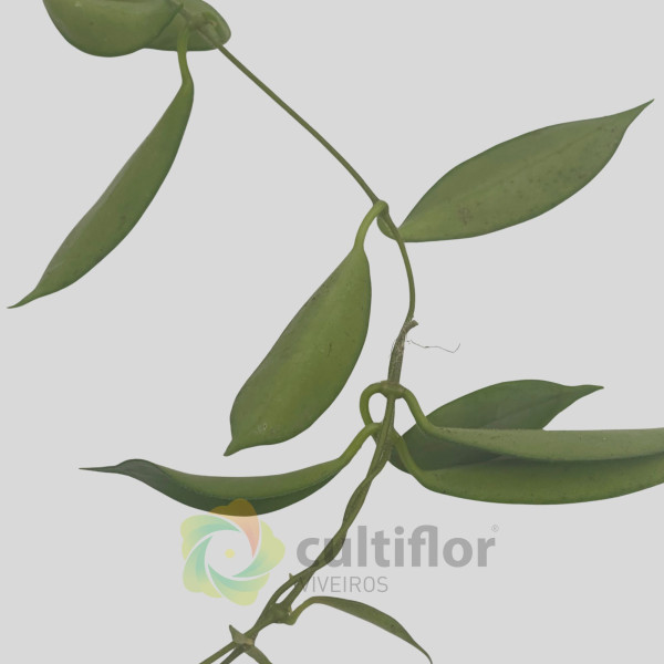 Hoya stoneana Hoya stoneana