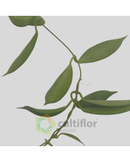 Hoya stoneana Hoya stoneana