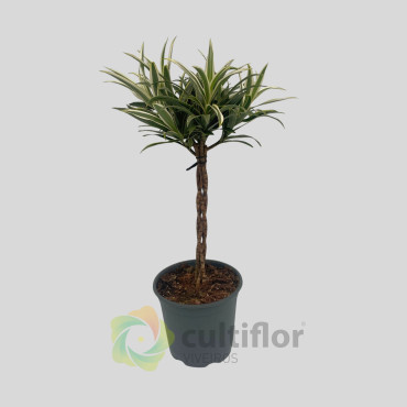Dracaena reflexa "Valentina"