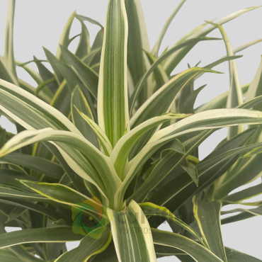 Dracaena reflexa "Valentina"