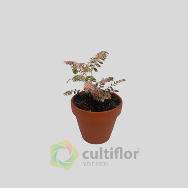 Phyllanthus urinaria Variegata