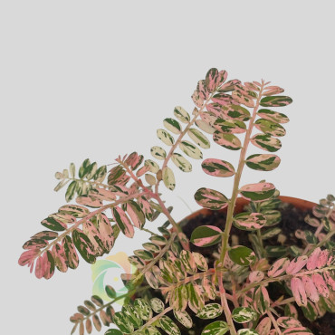 Phyllanthus urinaria Variegata