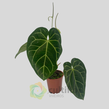 Anthurium clarinervium x forgetii
