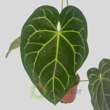 Anthurium clarinervium x forgetii