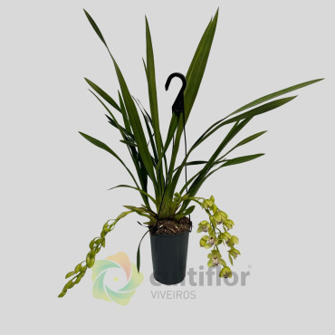 Cymbidium "Harwin"