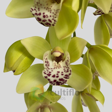 Cymbidium "Harwin"