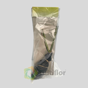 Rosal fragante - Deep Secret Rosal fragante - Deep Secret