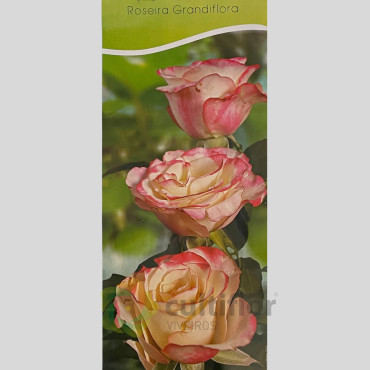 Rosal grandiflora - Hippy Rosal grandiflora - Hippy