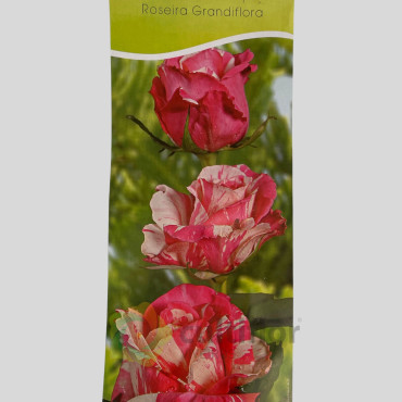 Rosal grandiflora - Kronenbourg Rosal grandiflora - Kronenbourg