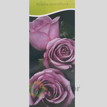 Rosal grandiflora - Lady X Rosal grandiflora - Lady X