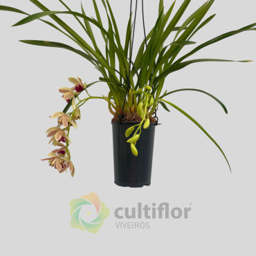 Cymbidium "Mitalli"