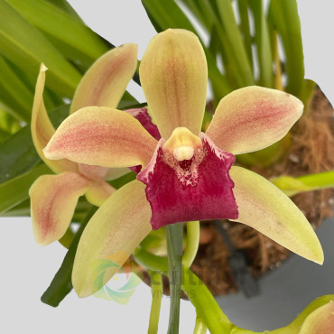 Cymbidium "Mitalli"