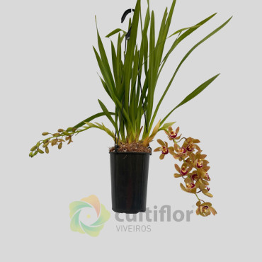 Cymbidium "Argiro"