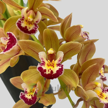 Cymbidium "Argiro"