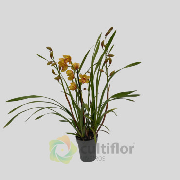 Cymbidium "Majolica"