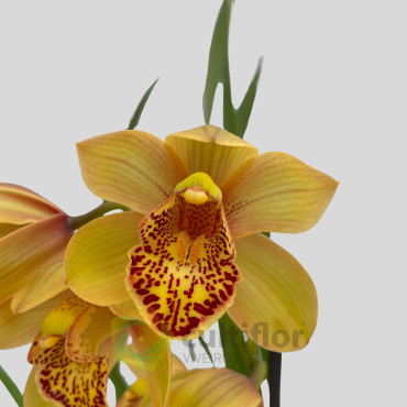 Cymbidium "Majolica"