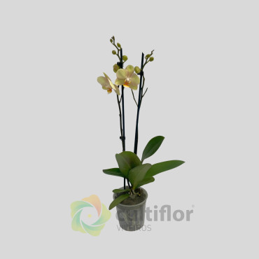 Phalaenopsis 1