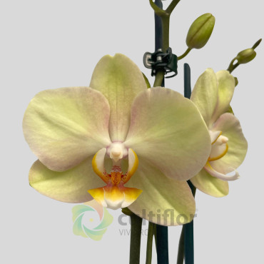 Phalaenopsis 1