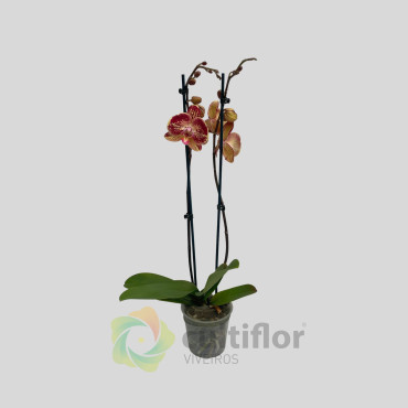 Phalaenopsis 2