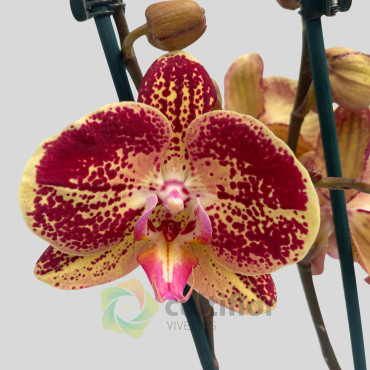 Phalaenopsis 2
