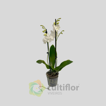 Phalaenopsis 3