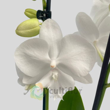 Phalaenopsis 3