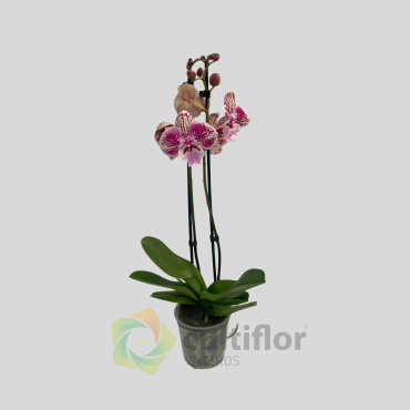 Phalaenopsis 5