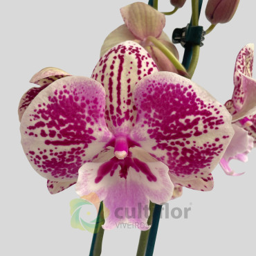 Phalaenopsis 5