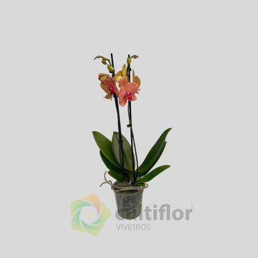 Phalaenopsis 6