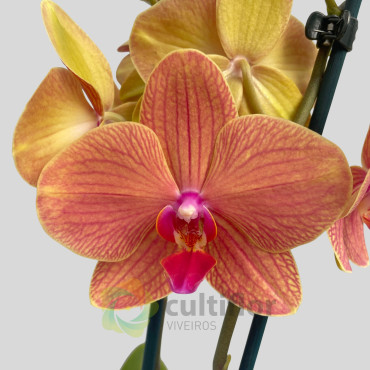 Phalaenopsis 6