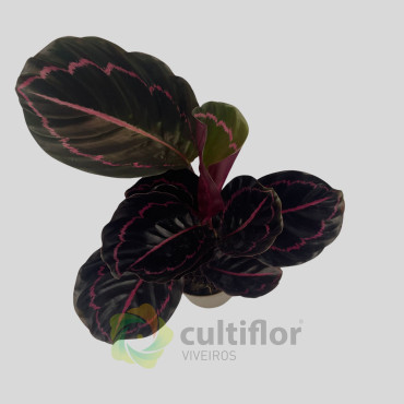 Calathea roseopicta "Dottie"