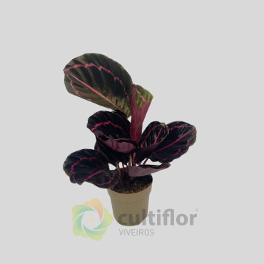 Calathea roseopicta "Dottie"