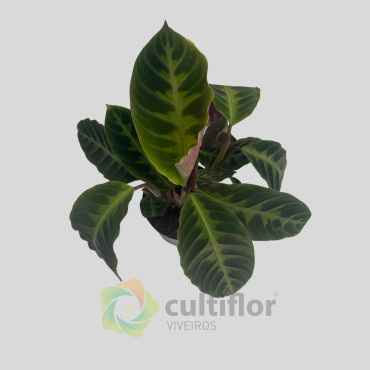 Calathea warscewiczii