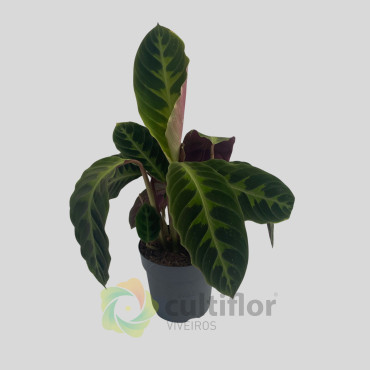 Calathea warscewiczii