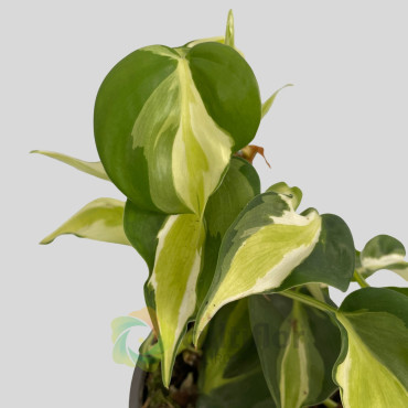 Philodendron hederaceum "Cream Splash"