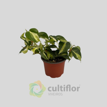 Philodendron hederaceum "Cream Splash"
