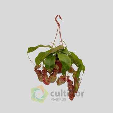 Nepenthes "Gaya"