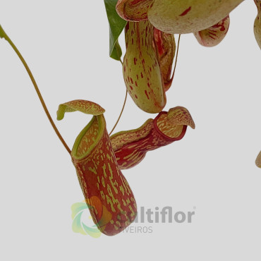 Nepenthes "Gaya"
