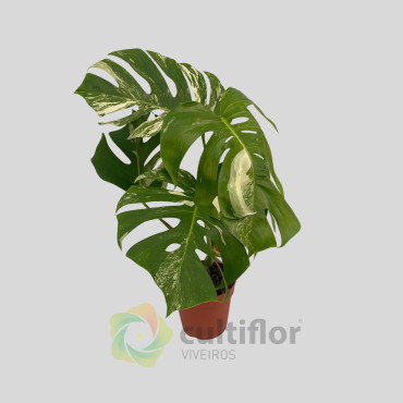 Monstera deliciosa variegata v15cm