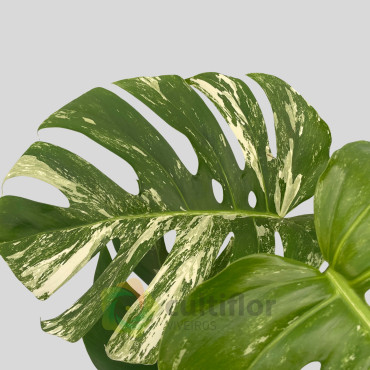 Monstera deliciosa variegata v15cm