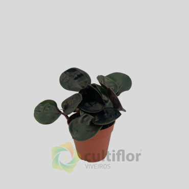 Geogenanthus ciliatus "Midnight Pearl"