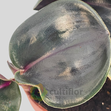 Geogenanthus ciliatus "Midnight Pearl"